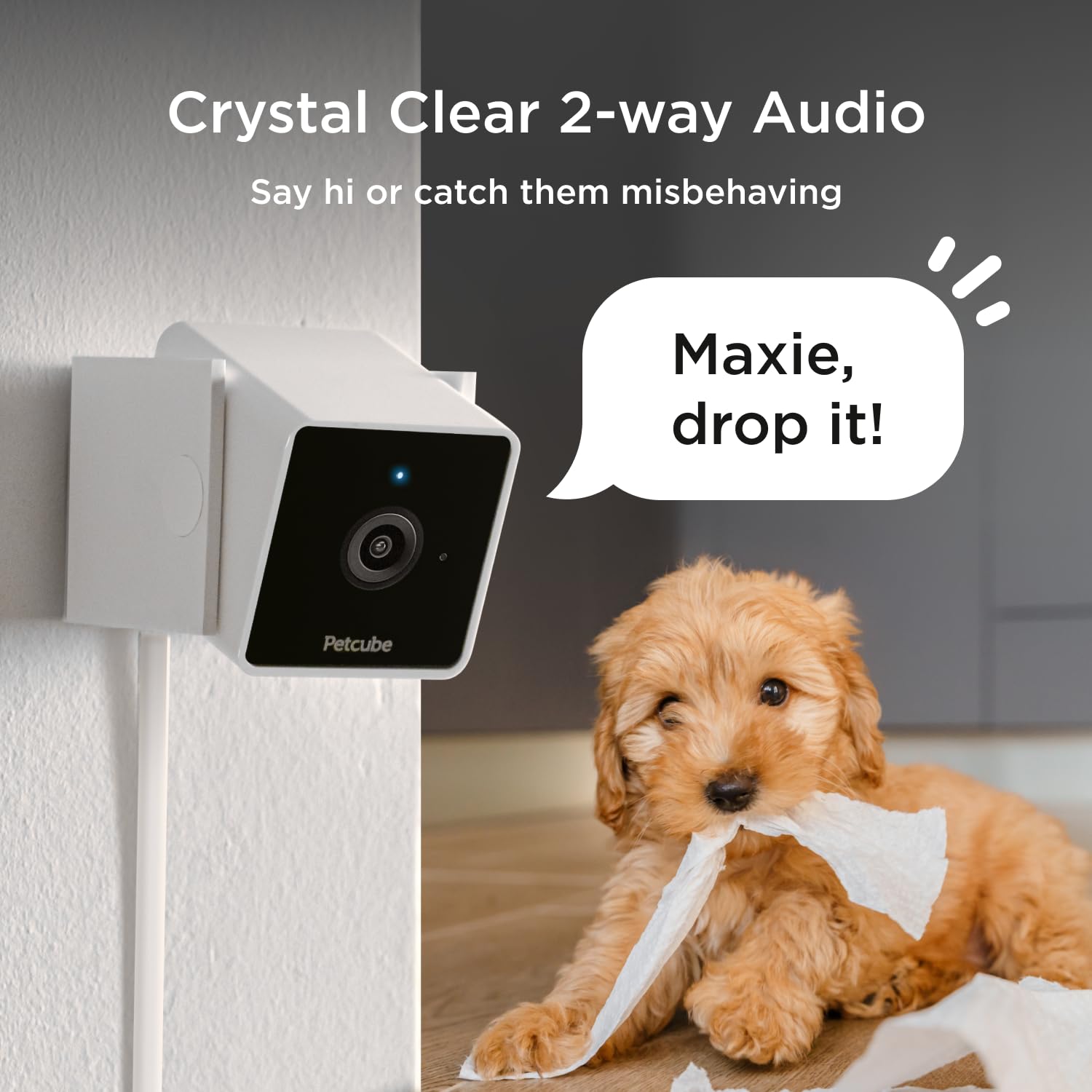 Petcube Cam - Telecamera di sicurezza Wi-Fi per animali domestici con app per telefono, monitor per animali domestici con audio e video a 2 vie, visione notturna, video HD 1080p e avvisi intelligenti