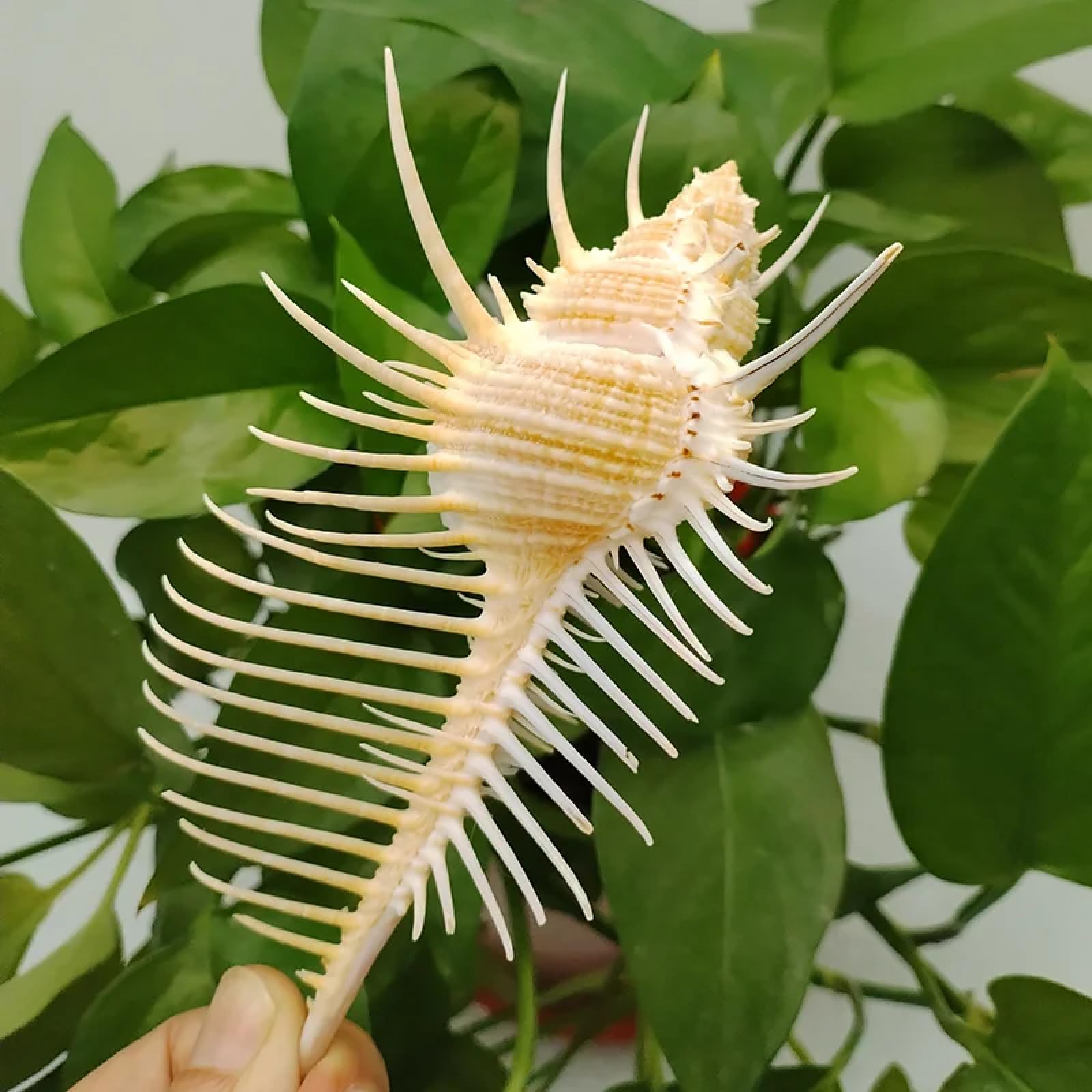 Conchiglie per artigianato, 1 pezzo, 12 cm, Murex Pecten, conchiglie di Venere, pettine Murex, lumaca, conchiglia, ornamento per acquario, decorazione per la casa, artigianato, arredamento, oceano,