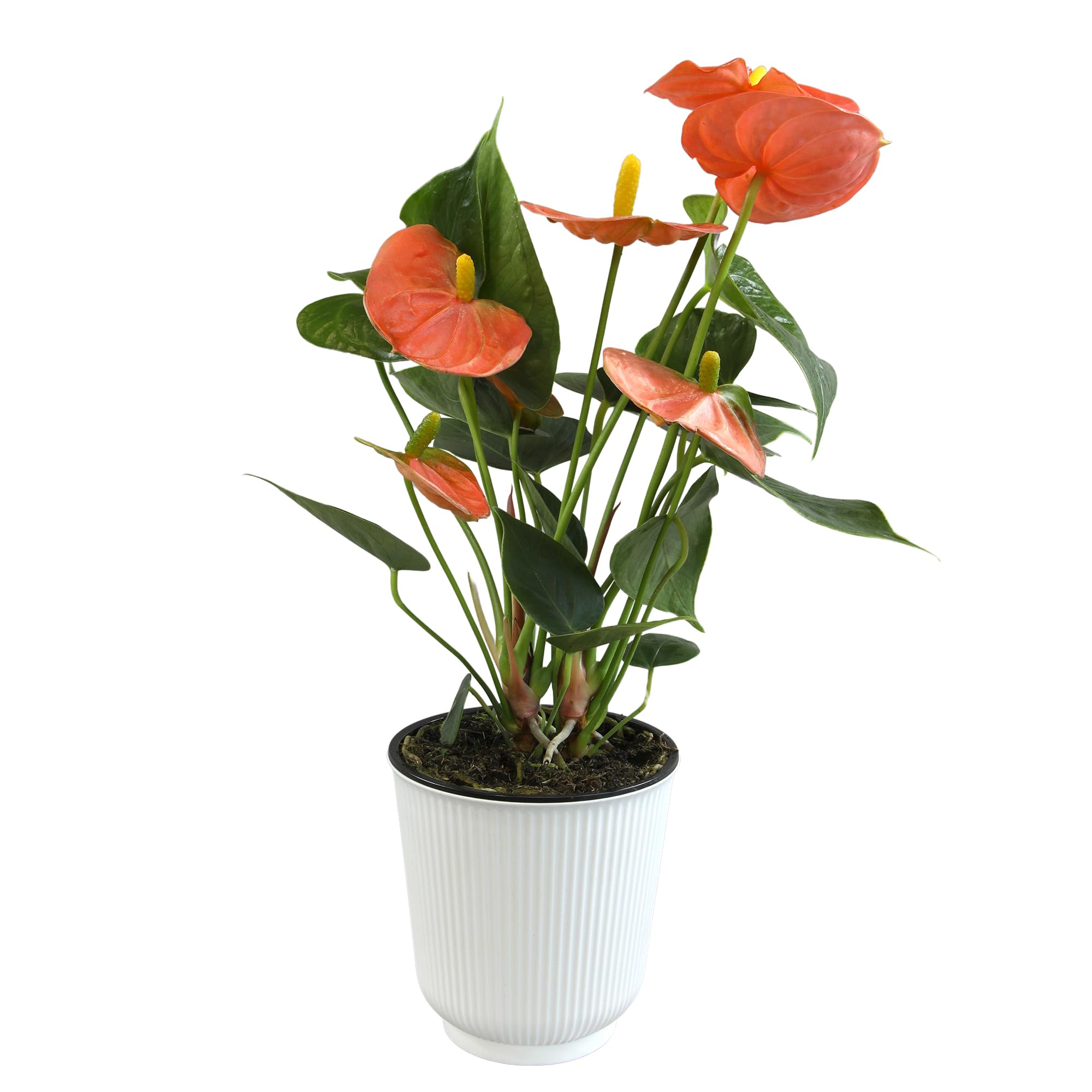 Orange Anthurium Live Plant