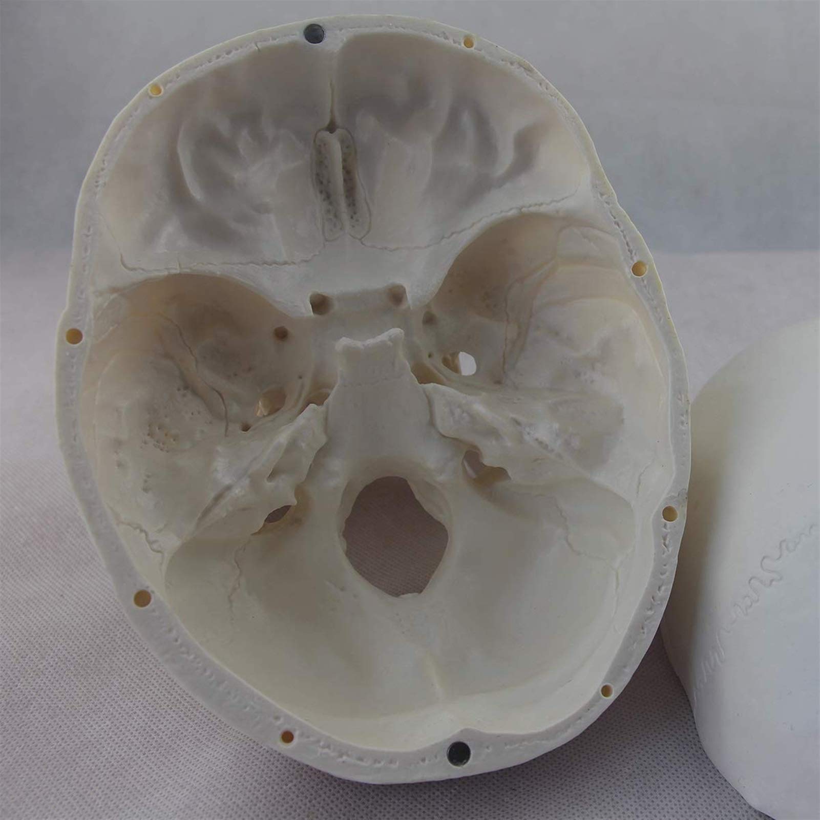 1:1 Model ludzkiej czaszki w rozmiarze rzeczywistym Anatomia Czaszka Głowa Ciało Model naukowy Matowy materiał PVC Medyczny Dekoracja Statua Narzędzia dydaktyczne