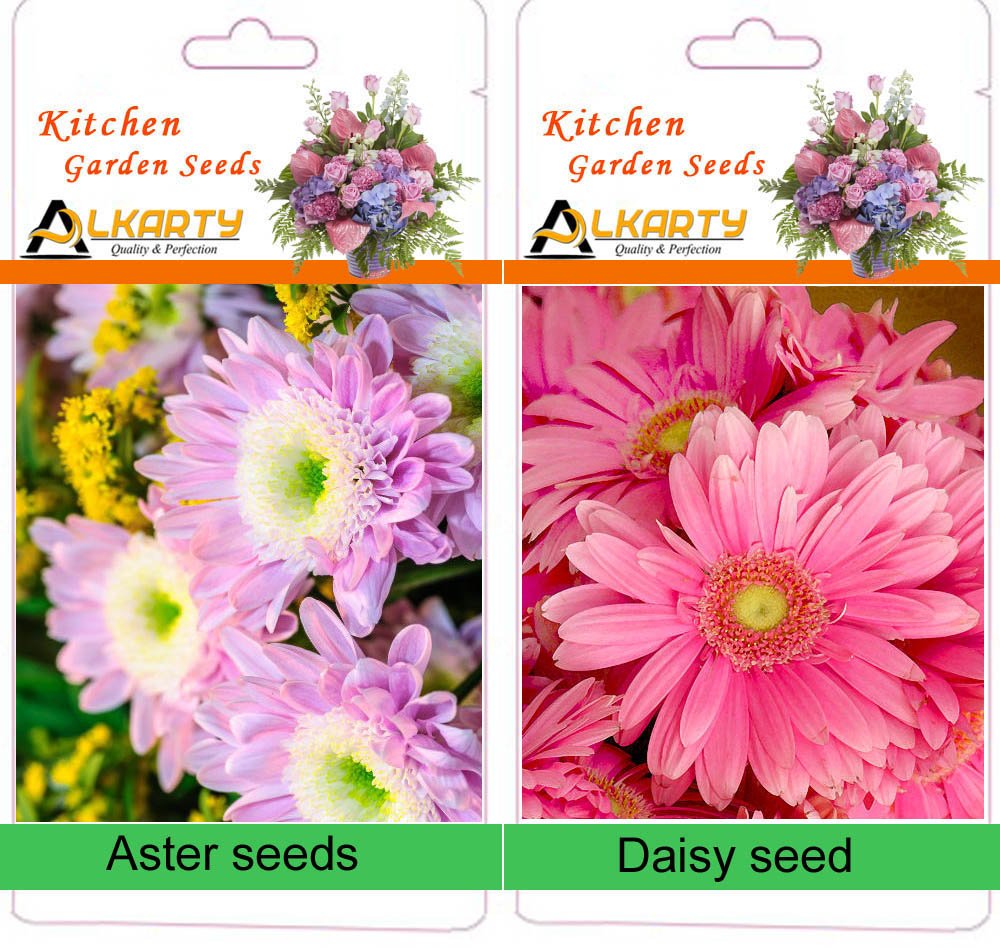 Alkarty Daisy and Aster Winter Flower Seed (Black, Pack of 40)-image-25
