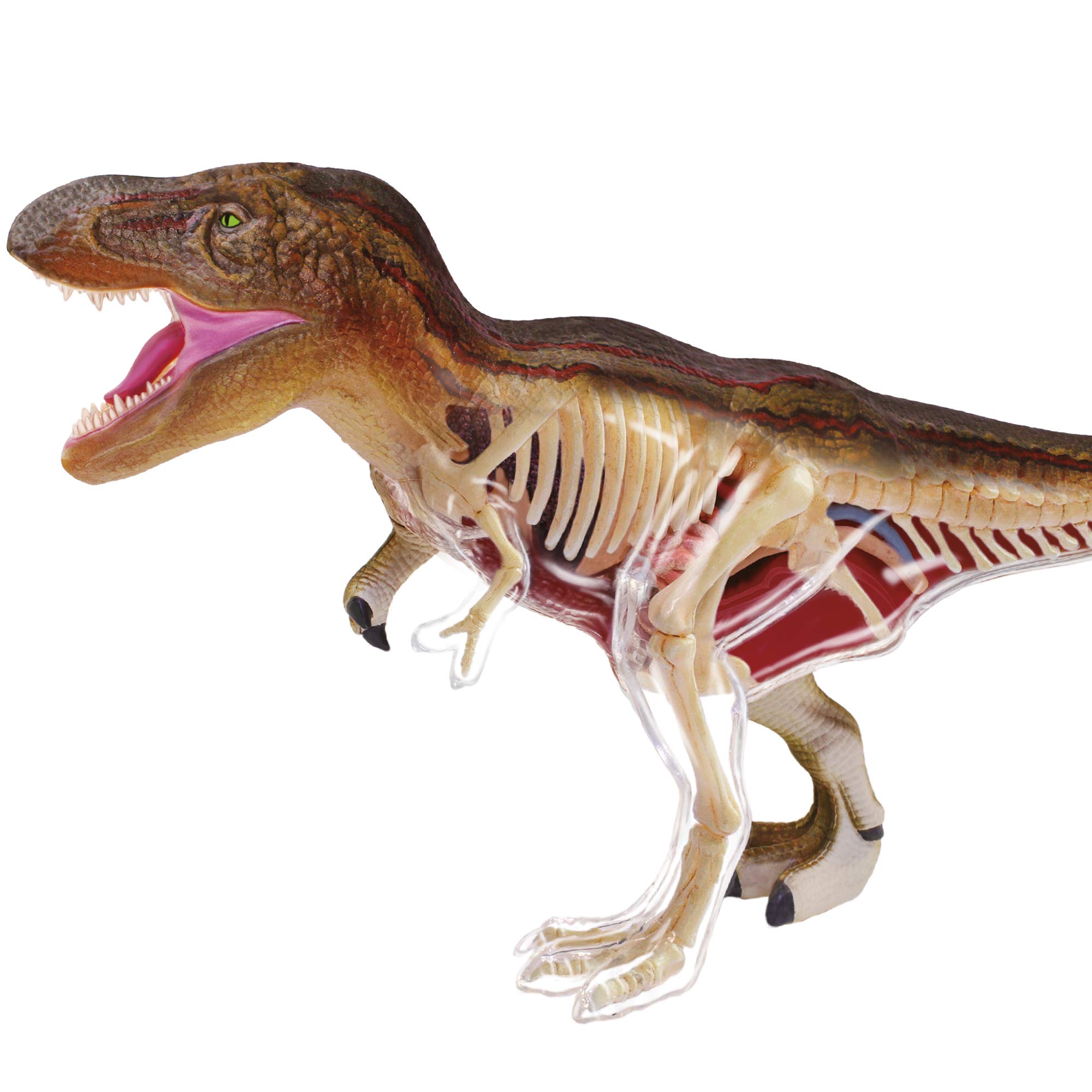 EXPLORA - T-Rex - Paleontología - 546092-36 Piezas - Instrucciones de Ensamblaje y Cuestionario Educativo - Dinosaurio - Kit de Descubrimiento - Juego para Niños - Científico - A Partir de 8 años