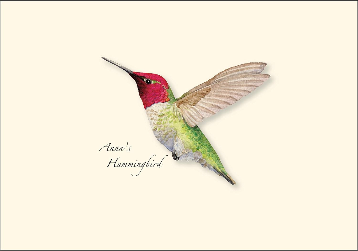 Earth Sky + Water - Anna's Hummingbird Notecard Set - 8 Blank Cards with Envelopes