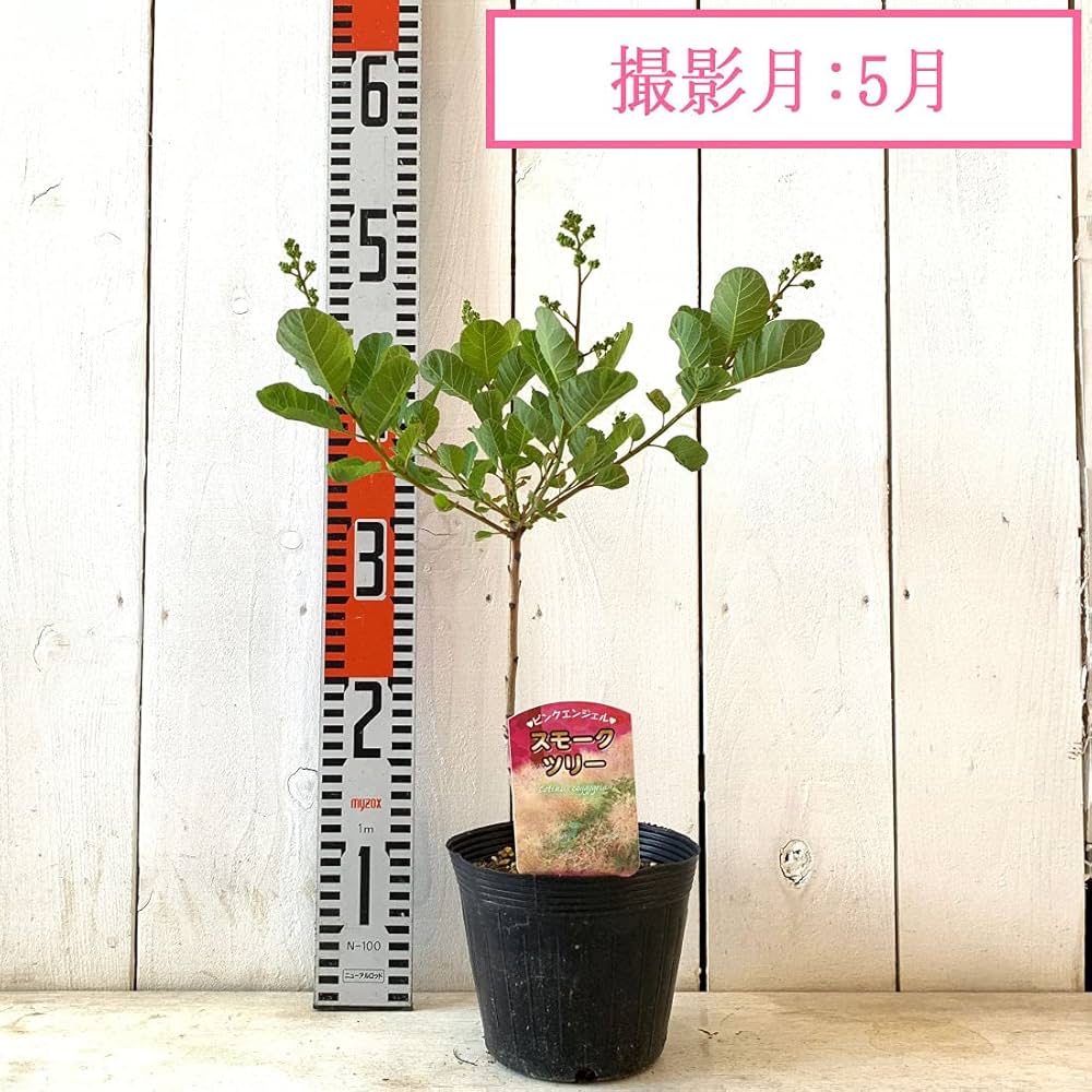 Amazon | スモークツリー・ピンク エンジェル 3年生苗 | 花 Amazon | スモークツリー・ピンク エンジェル 3年生苗 | 花