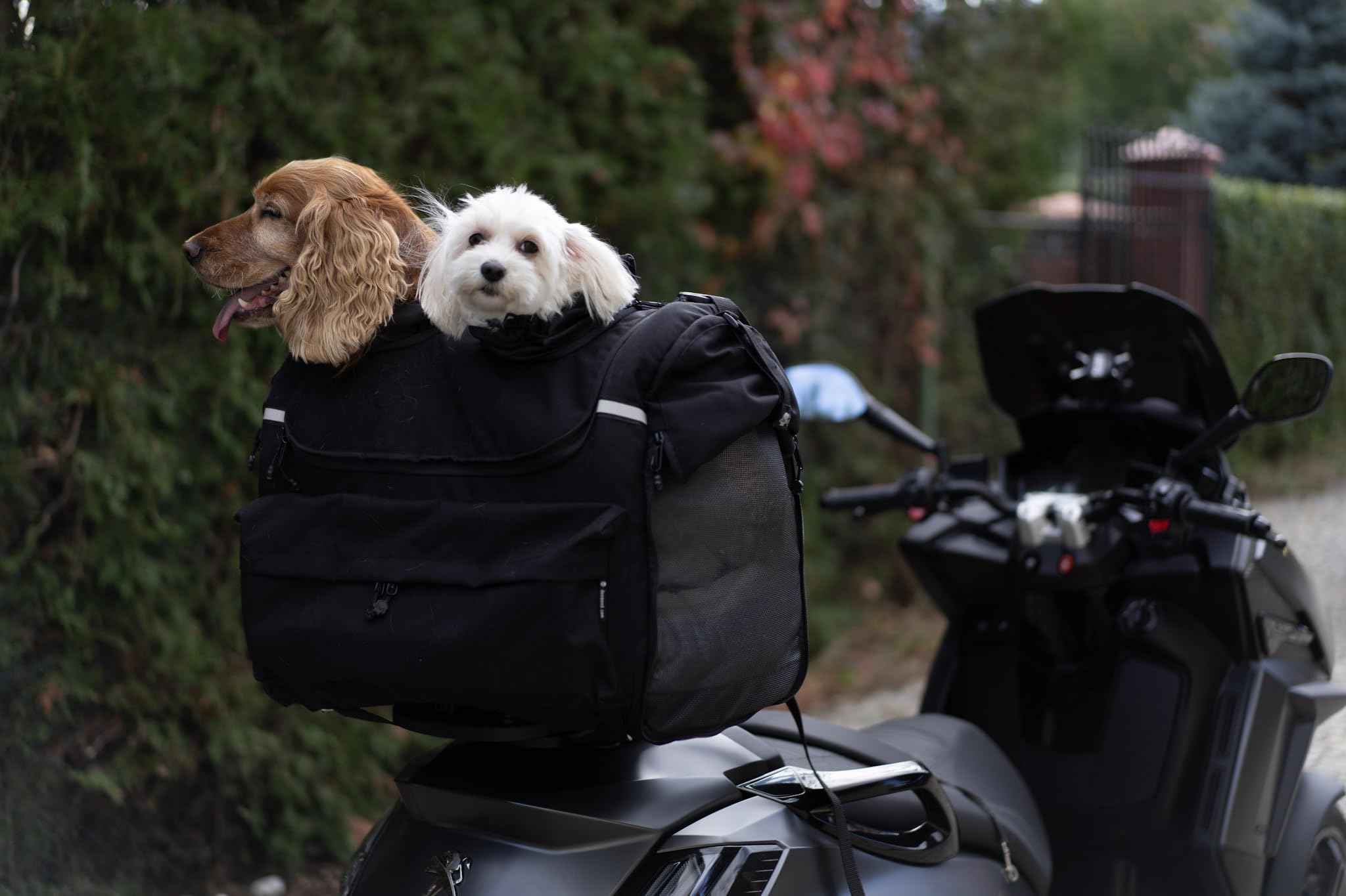 Pet Bag - Bolsa para moto para perros (2-36 kg), impermeable, portátil, con triple ventilación, para equipaje o asiento, de Cordura (doble)