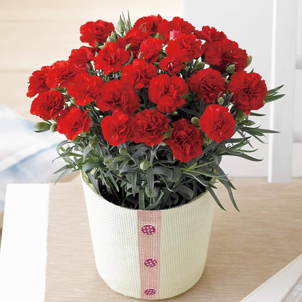 Amazon｜母の日 2025 ギフト プレゼント メッセージカード付き