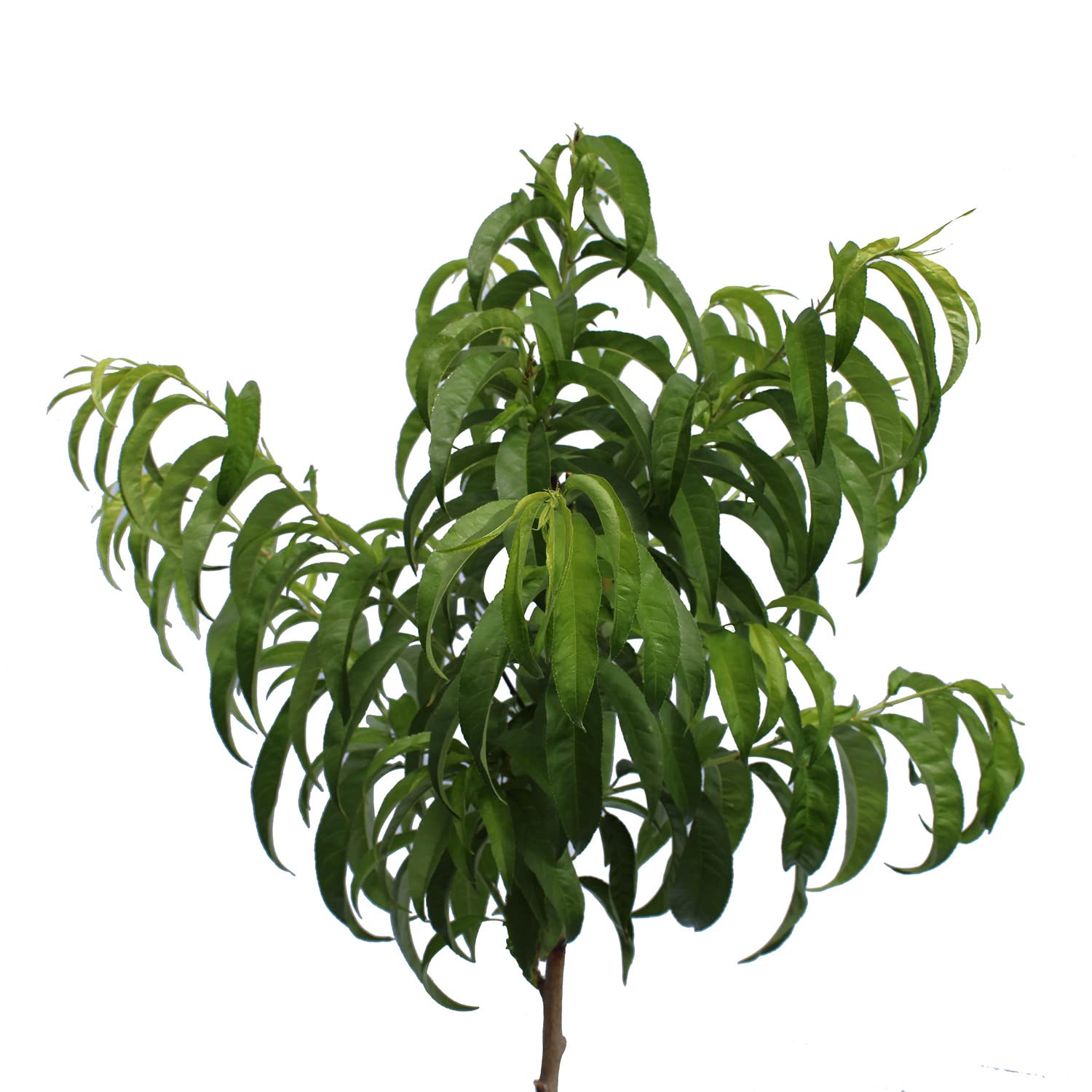 KENTIS - Pêcher Plate Blanche - Prunus Persica - Vraies Plantes d'Extérieur - Arbre Fruitier de Jardin d'Ornement - Pot de Culture Ø 24 cm
