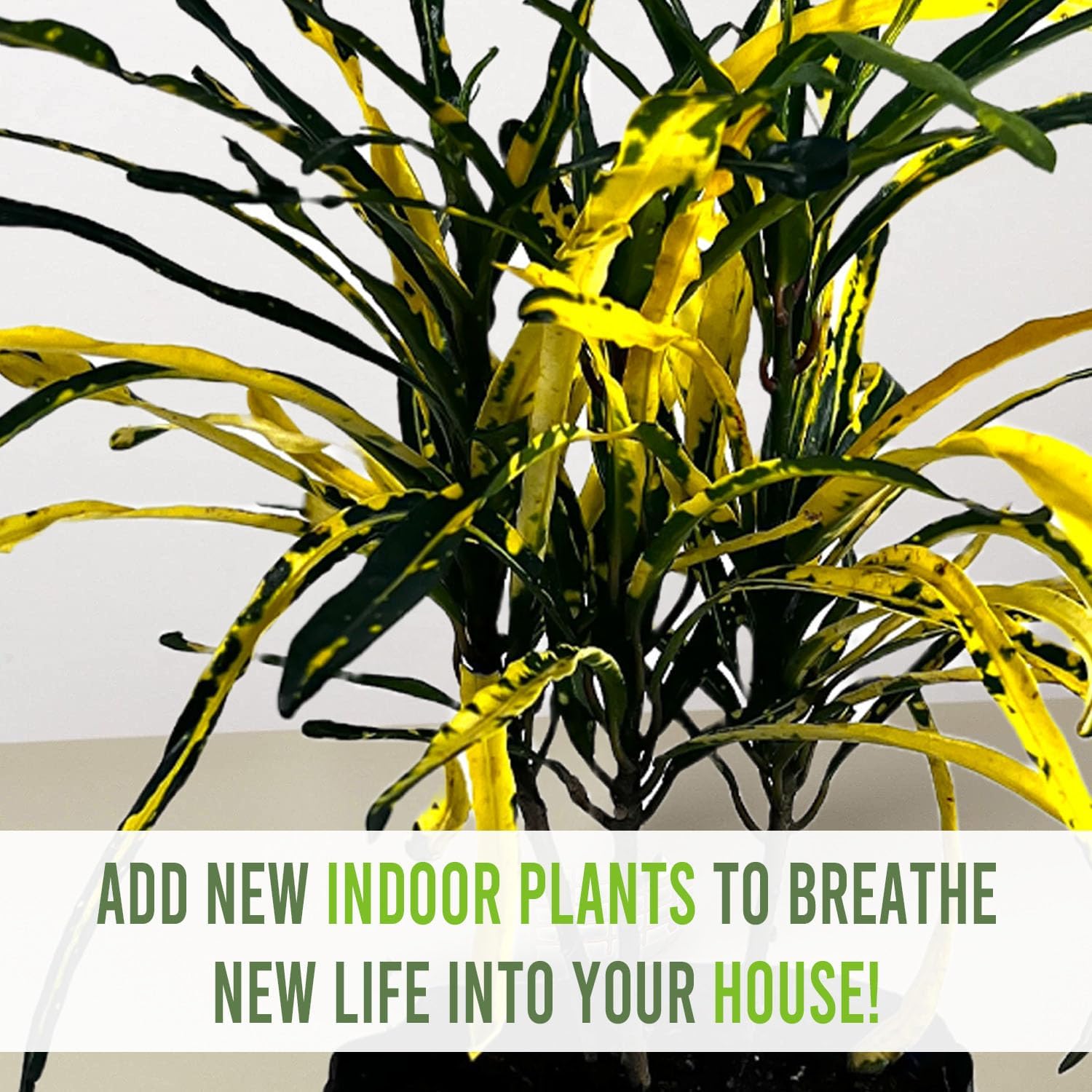 LEAL PLANTS ECUADOR Croton Zanzibar Yellow (Pack of 2)| Vibrant Tropical Indoor Plant | Tropical Plant Decor Home & Garden | Colorful Zanzibar Paintbrush Croton | Low-Maintenance Indoor/Outdoor Plant