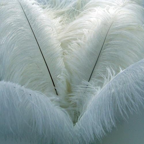 Miniatura 4 de KOLIGHT 50 plumas naturales de avestruz de 12 a 14 pulgadas para decoración de bricolaje para el hogar, boda, fiesta, oficina (blanco)