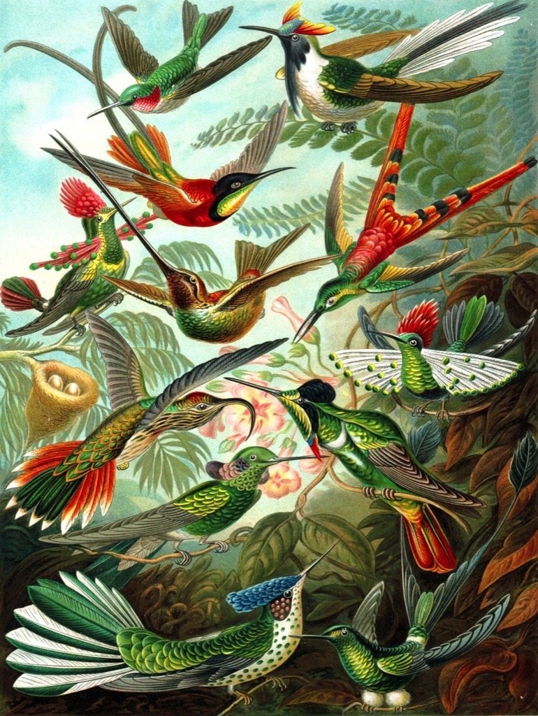 Hummingbirds 1000 Pieces Jigsaw Puzzle