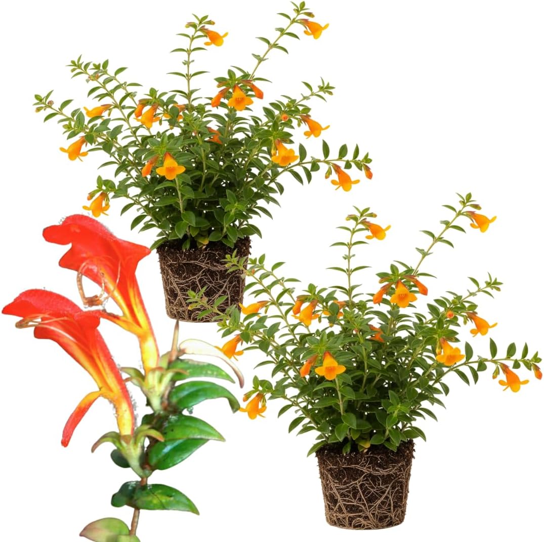 2 Packs Goldfish Plant Live Indoor Houseplant | Tropical Foliage Plant | 4-6 Inch Well Rooted Starter
