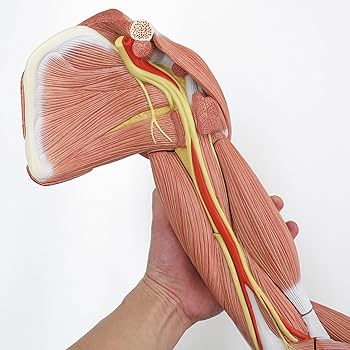 3B Scientific 筋肉上肢模型 左腕 筋肉解剖 6分解モデル 3B Scientific 筋肉上肢模型 左腕 筋肉解剖 6分解モデル Amazon