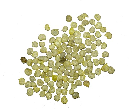 Miniatura 4 de Seed Needs, Semillas de pimiento arcoíris  100 semillas tradicionales para plantar Capsicum annuum  perfectas para un jardín interior o exterior,