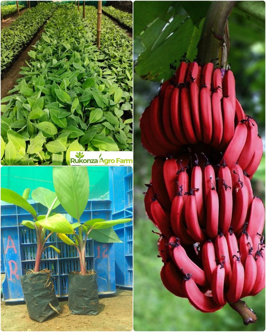 Rukonza Kerala Red Banana Live Plant 1 Healthy Live Fruit Tree, Original Variety Fruit After 1 Year (B0D8N8NY5R) Amazon Price History, Amazon Price Tracker