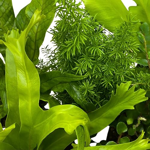 Miniatura 4 de BubbleBlooms Juego surtido de helechos, 6 helechos diferentes en macetas de 4 pulgadas, la elección del cultivador puede incluir cuerno de ciervo,