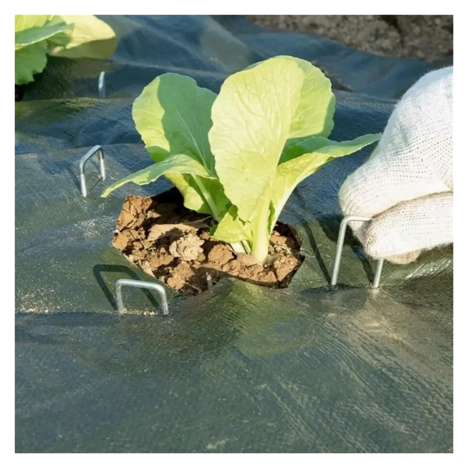Picchetti da Giardino a Forma di U, picchetti for Tubi Recinzione Resistenti, for zolle, picchetto zincato for sostenere i Prati, chiodo Terra for barriera per Giardini(10cm)