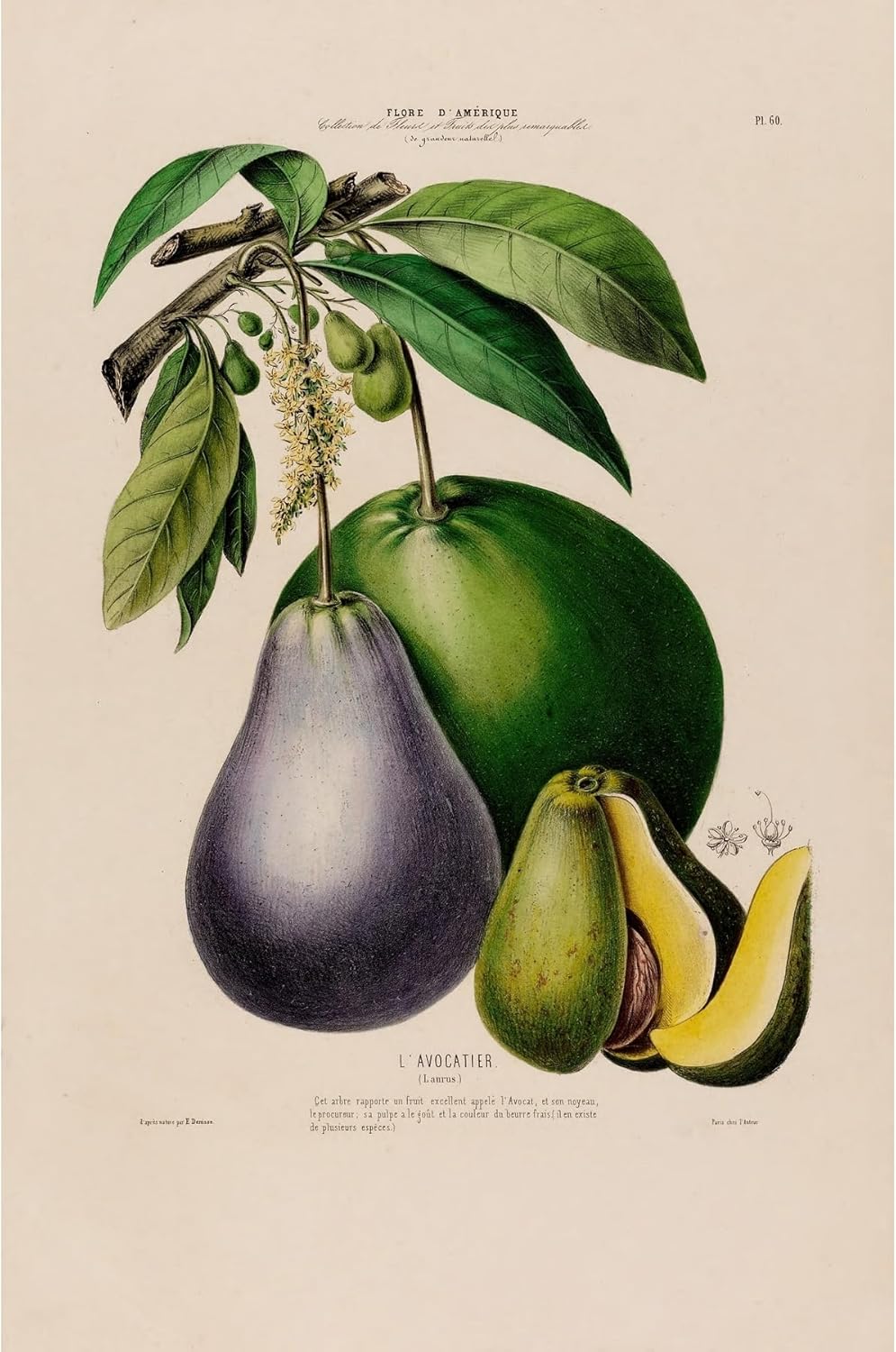 ArtDirect Flora of America, drawn from nature on the spot Pl.060 (1843) Unframed Art Print Giclee Poster by Etienne Denisse - Ready for Framing with Customization Sizes 7x10, 9x14, 13x20, 24x36, 32x48 and 40x60 inches