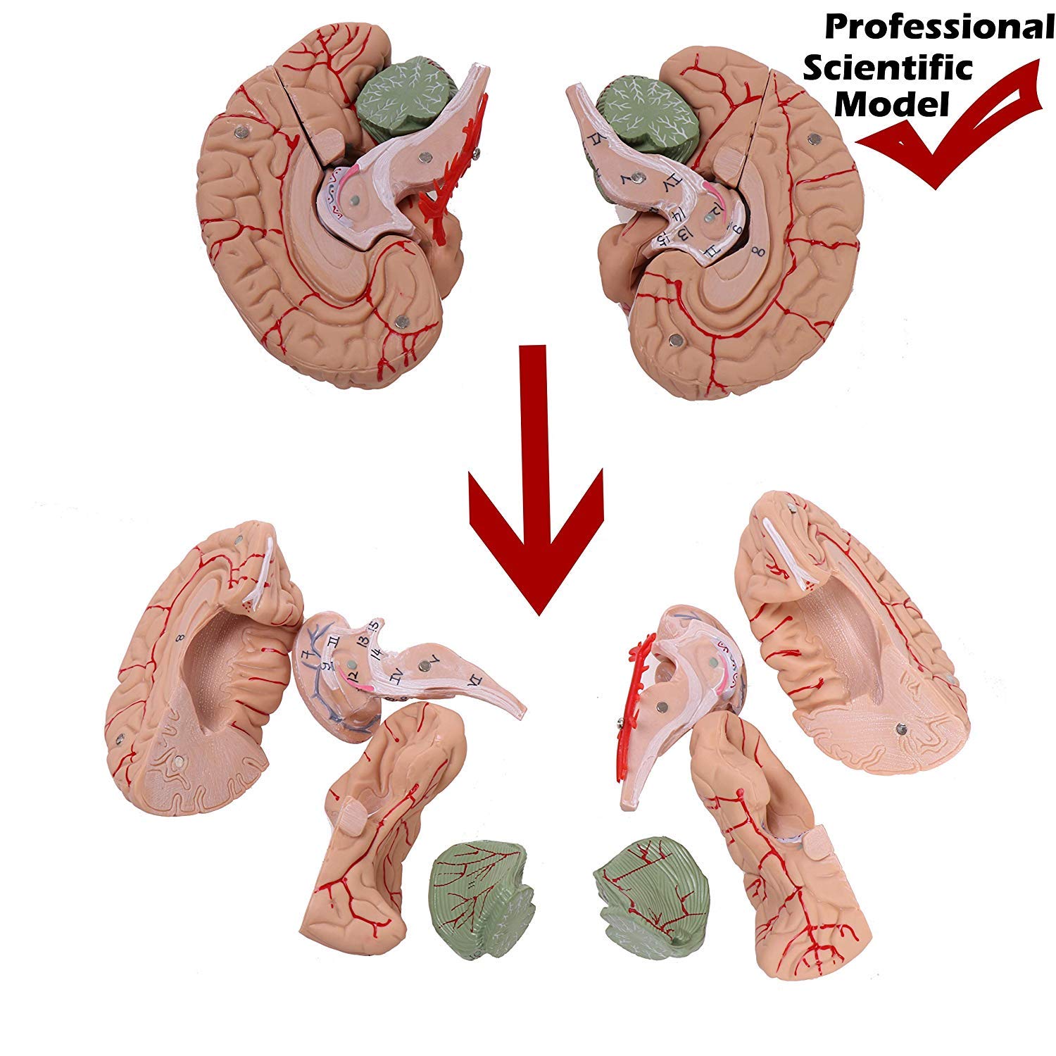 Modelo en tamaño cráneo Humano con la vértebra Cervical, Cerebro, desprendible El casquete del Grado Profesional Cráneo anatómico Manual para la Educación Científica (Incluido)