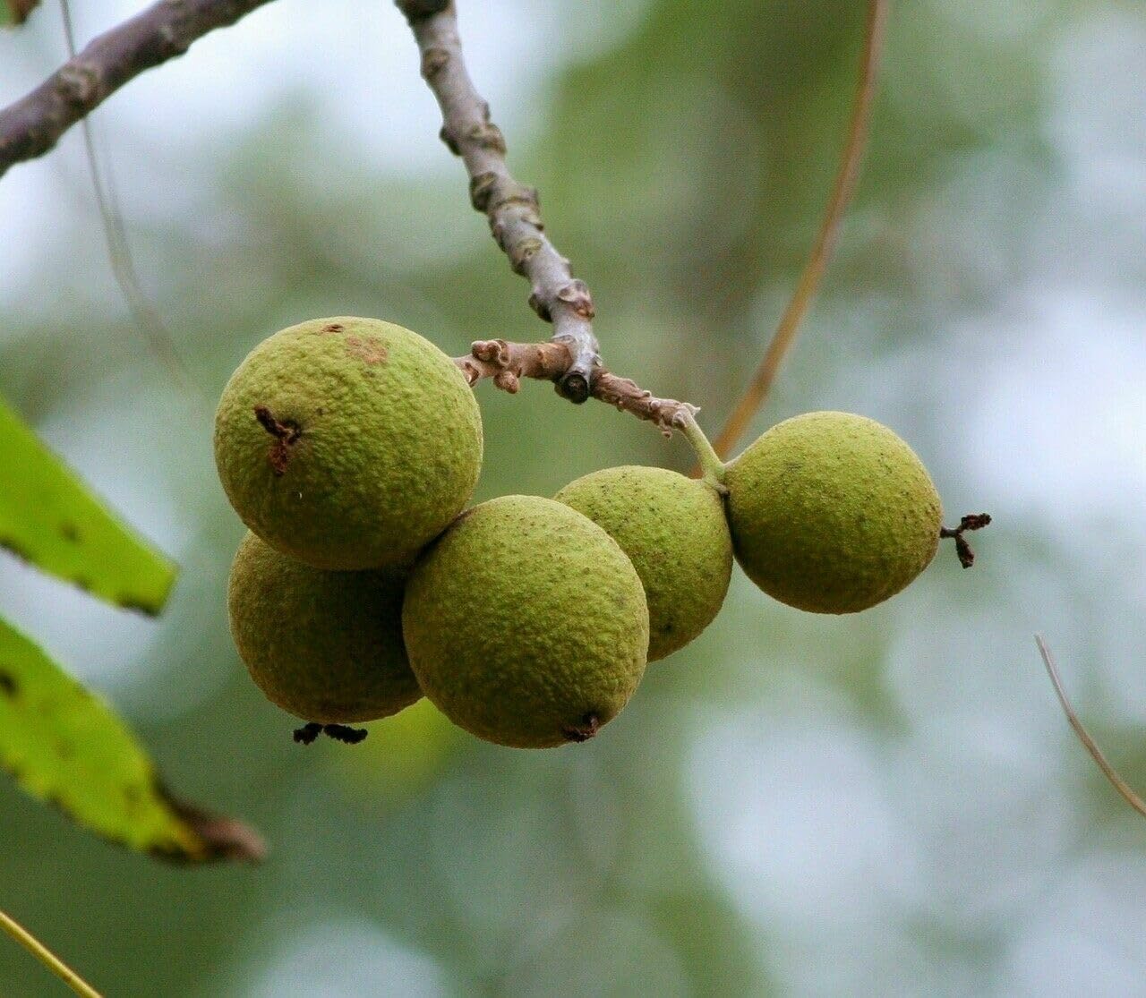 2 Black Walnut Trees (2 Pack)