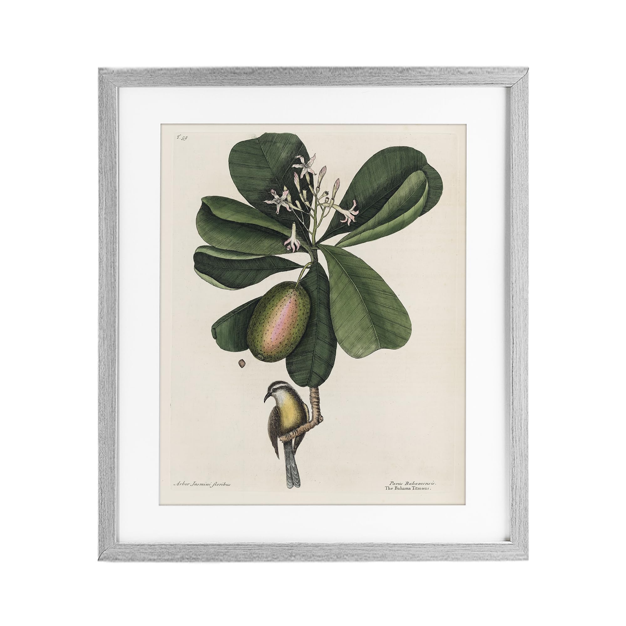 Stupell Industries 'Catesby Flora & Fauna', Framed Print Under Glass, Gray, 17 x 21 Inches, Easy to Hang and Sturdy, Made in USA, by Print Collection