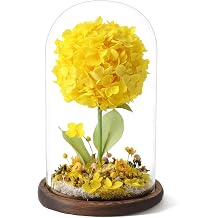 Forever Hydrangeas in Glass Dome,Forever Preserved Flowers Gifts Mothers Day Birthday for Grandma Women Mom Wife,Fresh Flowers for Delivery/Yellow Hydrangea