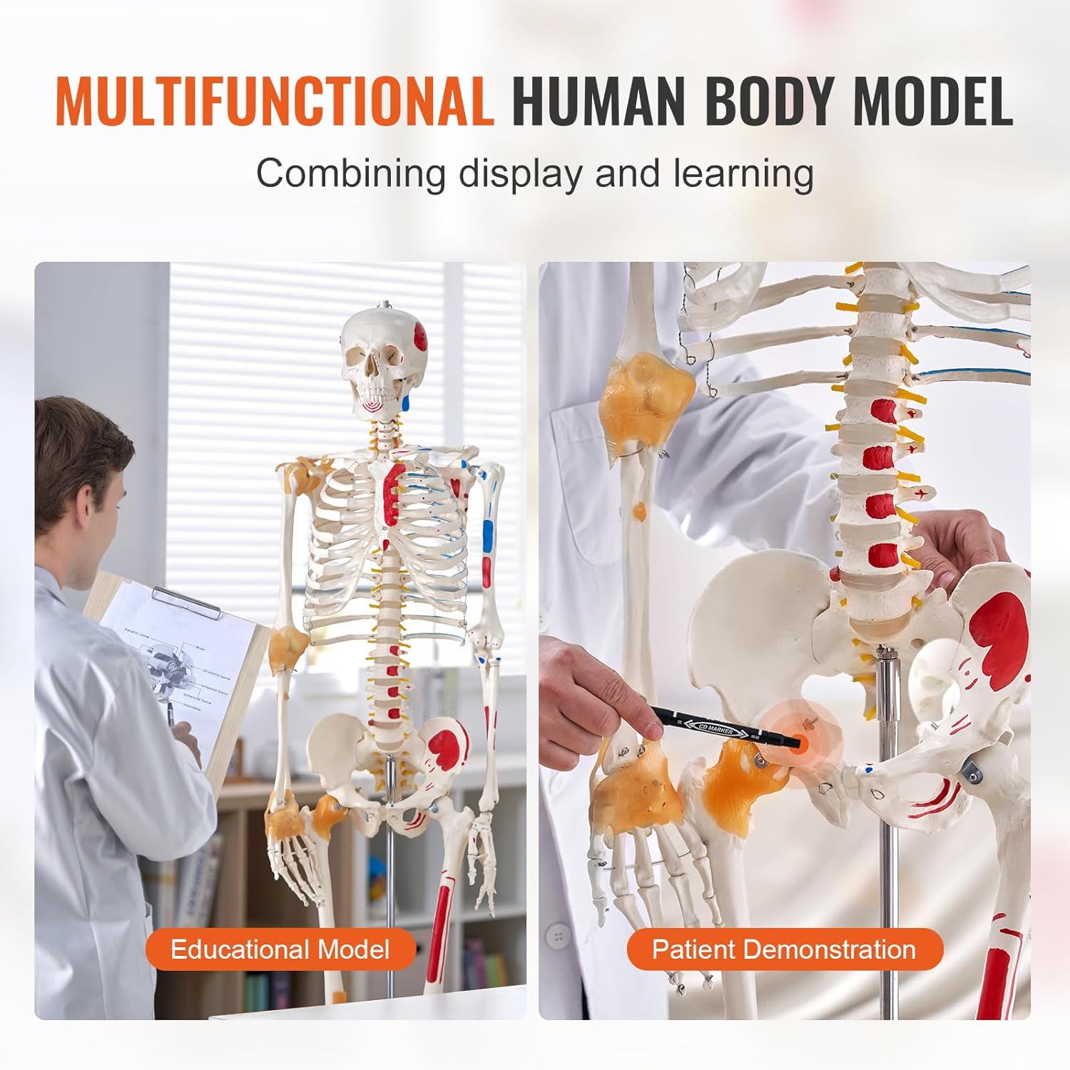 VEVOR Life Size Skeleton Model - Image 9