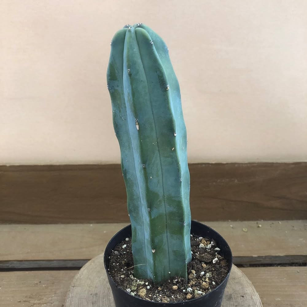 Amazon.co.jp: 柱サボテン 竜神木 3号ポット : DIY・工具・ガーデン