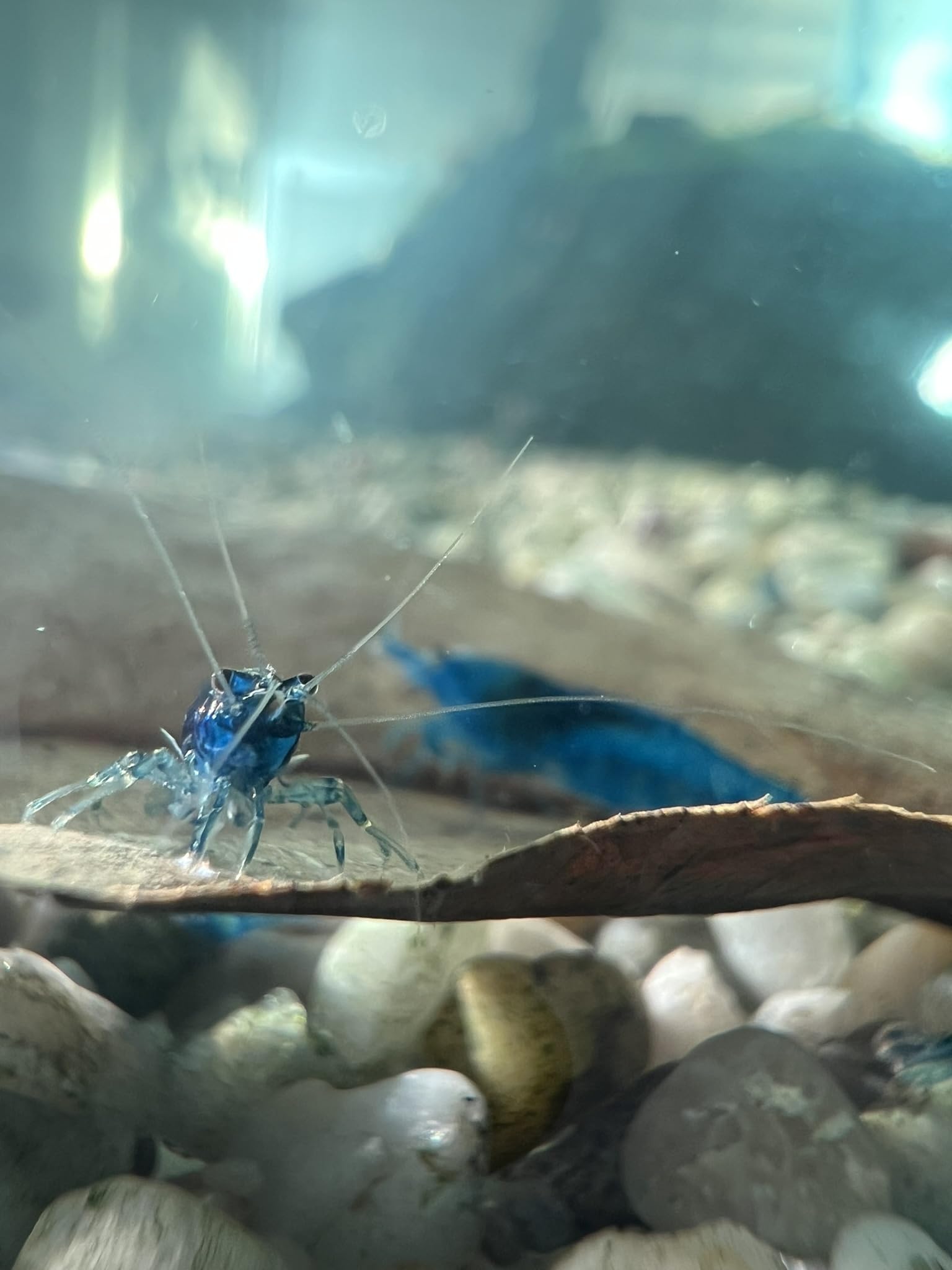 Blaue Garnelen Blue Dream (Neocaridina davidi) Zwerggarnelen (10)