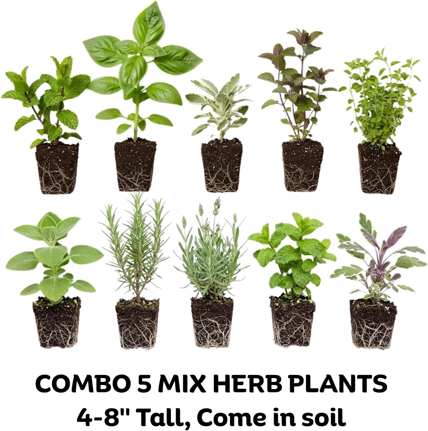 5 Assorted Herb Live Plants, Combo Herb Starter Plants, 4-8" Tall Mix Rosemary, Lemon Balm, Basil, Oregano and More Fragrant Herbs Varieties for Garden, Patio and Kitchen Growing, No Pot