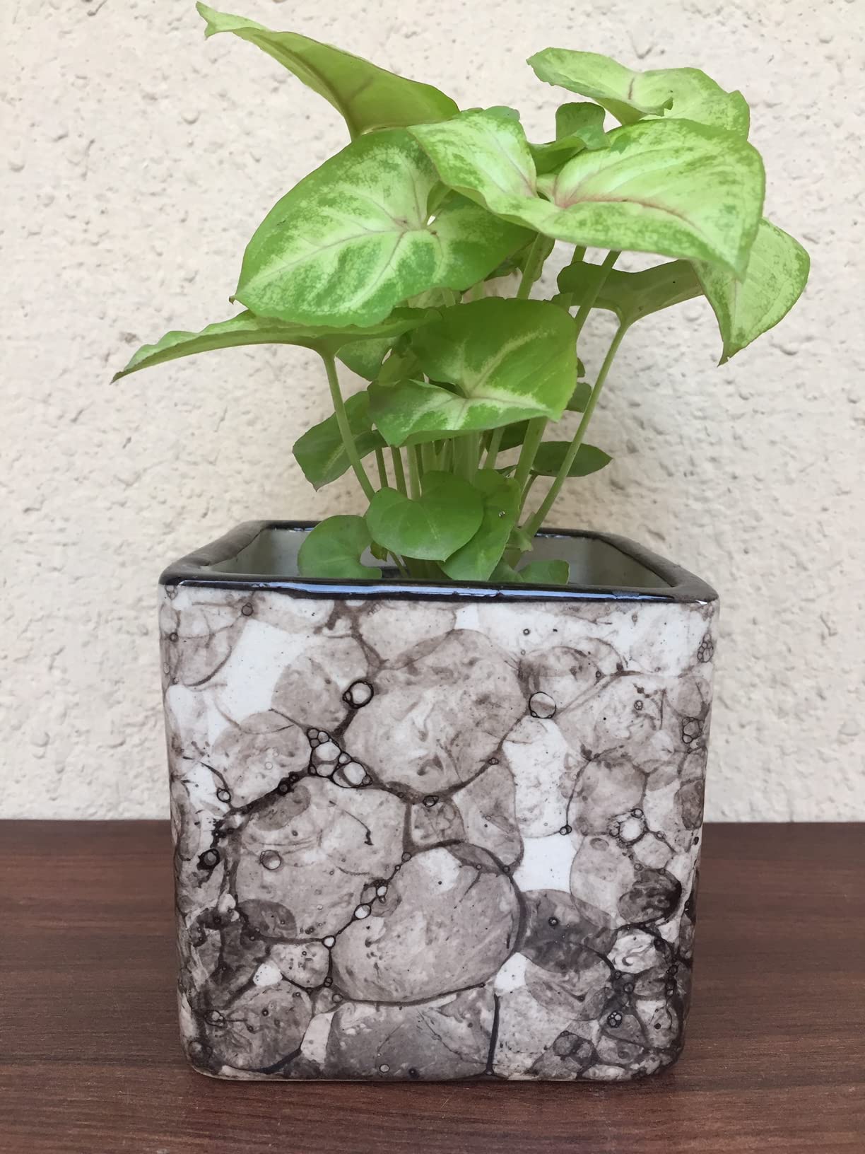 See full amazon price history chart for VisionCrafterz Stylish Square Ceramic Pots for Plants Indoor Outdoor Plant Container Set Size 9.5cm*9.5cm*9.5cm (Pot Only) (Black) VisionCrafterz Stylish Square Ceramic Pots for Plants Indoor Outdoor Plant Container Set Size 9.5cm*9.5cm*9.5cm (Pot Only) (Black) (B0BNB9TM72) Amazon Price History, Amazon Price Tracker
