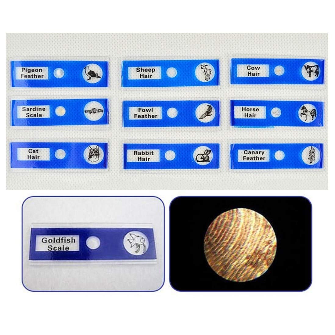 12-delige Plastic Microscoopglaasjes Dieren Insecten Insecten Bloemen Planten Specimen voor Kinderen Student Wetenschap Onderwijs Microscopische Objectglaasjes (Mix kleur