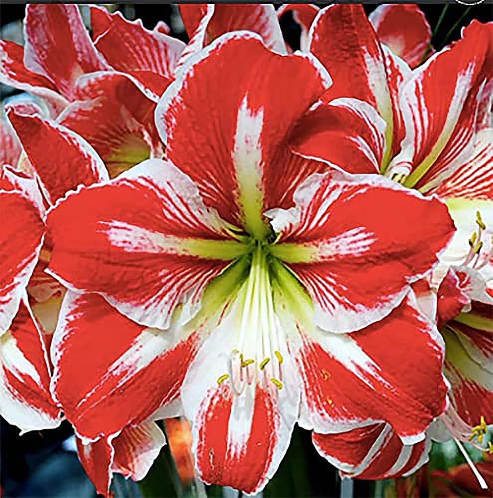Amazon.com : Spartacus Amaryllis Bare Root Bulb | Vibrant