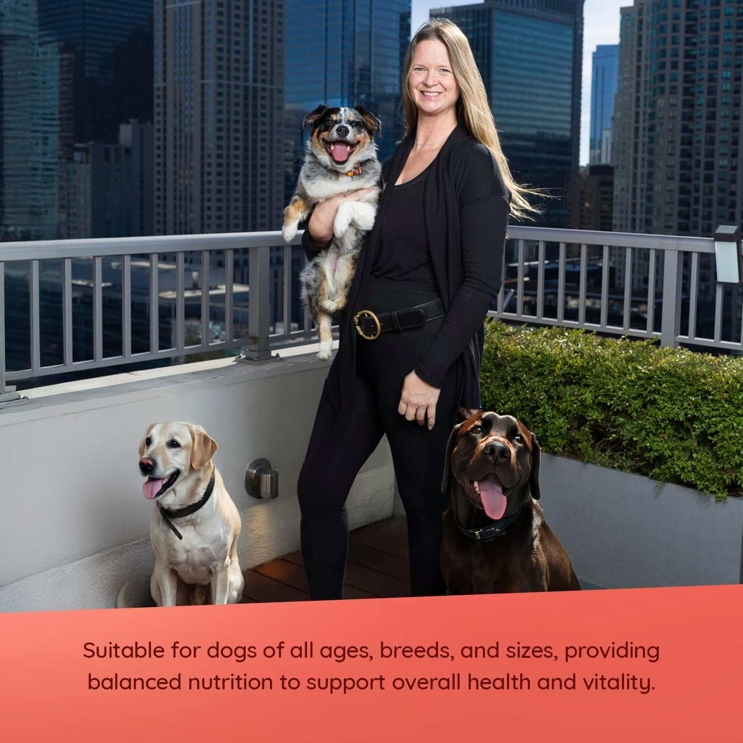 Evanger's Super Beef Dinner for Dogs – 12 Count, 12.5 oz Each – Grain Free Wet Dog Food with Spinach & Kale – All Life Stages – Limited Ingredient Diet