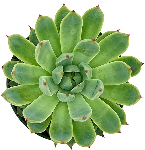 Miniatura 4 de ragnaroc Plantas suculentas vivas  Echeveria Parva, enraizadas en maceta de 4 pulgadas  1 unidad  Llegada viva garantizada  Plantas de interior para