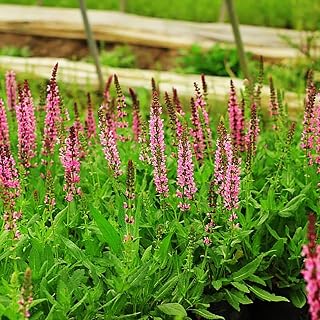 200pcs Sage Seeds Salvia Floral Beauty Strong Adaptability Enjoy The Fun of Planting Suitable for Beginners and Novice Gardeners Attracts Bees and Butterflies