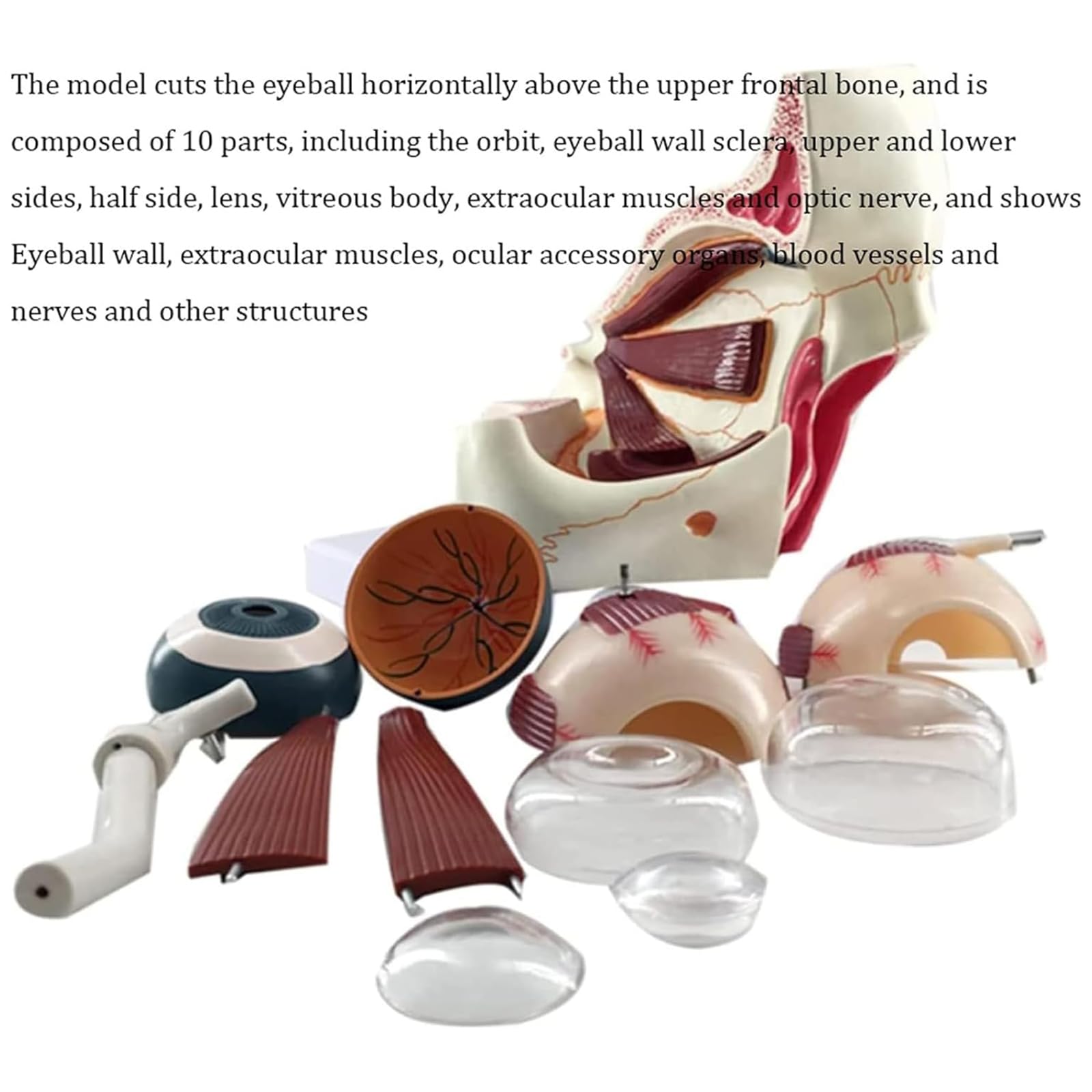 Model anatomiczny z powiększoną gałką oczną 3-krotnie ludzką gałką oczną i oczodołem ocznym model nerwu wzrokowego i mięśni medyczny model szkieletu ludzkiej gałki ocznej i oczodołu ocznego