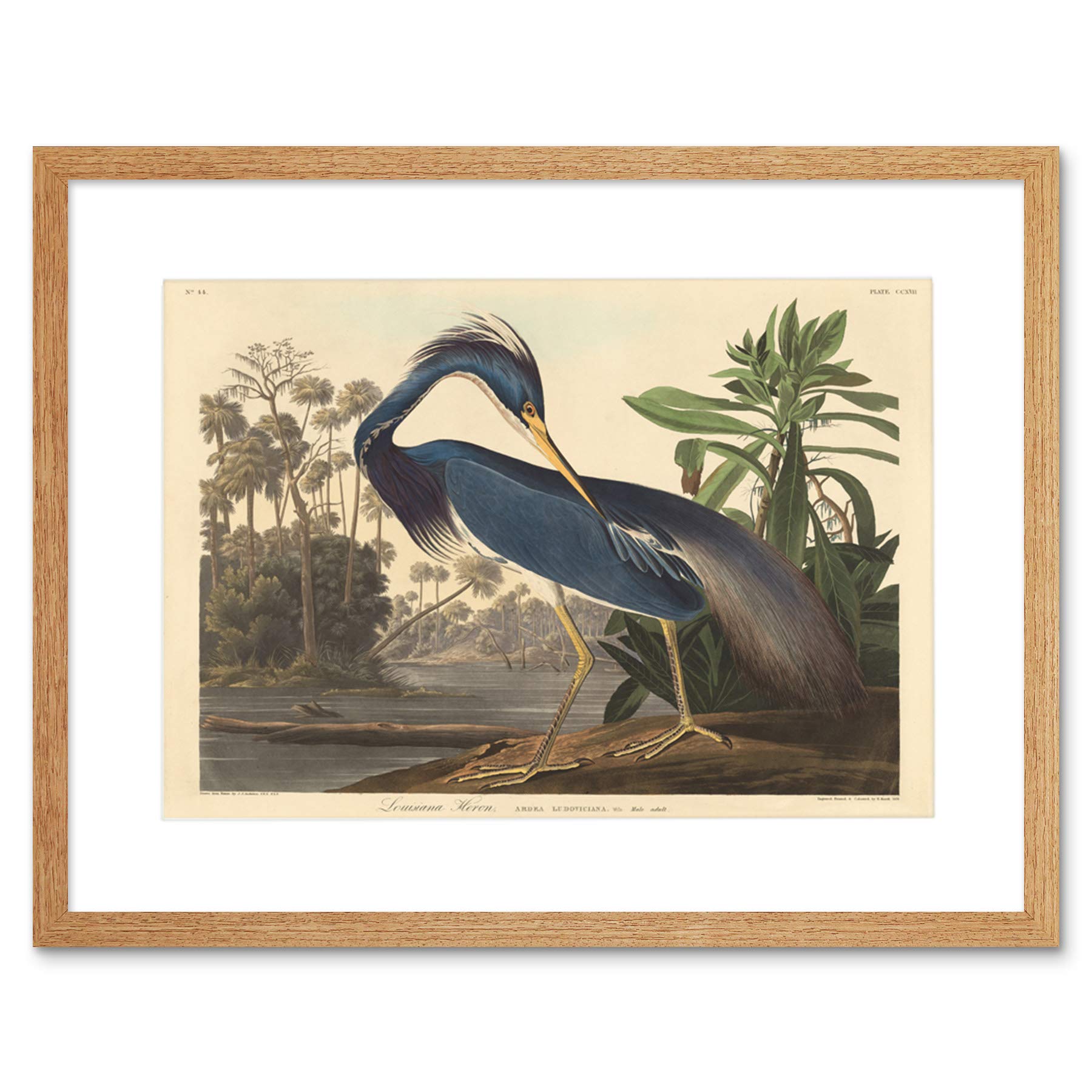 Wee Blue Coo Painting Bird Audubon Louisiana Heron Framed Wall Art Print