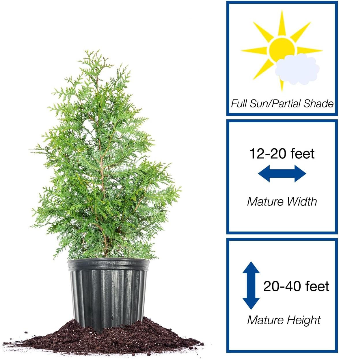 Perfect Plants Thuja Green Giant 3 Gallon | Live Evergreen Tree for Landscaping & Privacy | Grows 3-5 Feet Per Year