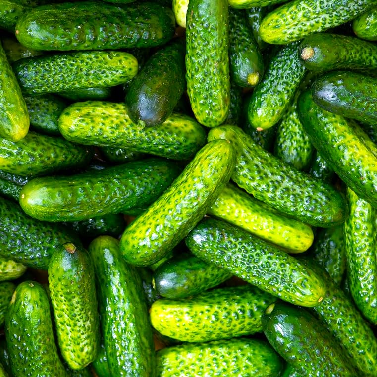 TomorrowSeeds - Parisian Gherkin Cucumber Seeds - 50+ Count - for 2025 Planting French Cornichon Baby Cucumbers Pickle Mini Kirby Cocombro Hybrid Vegetable Grow Your Own Home Farm Patio Healthy