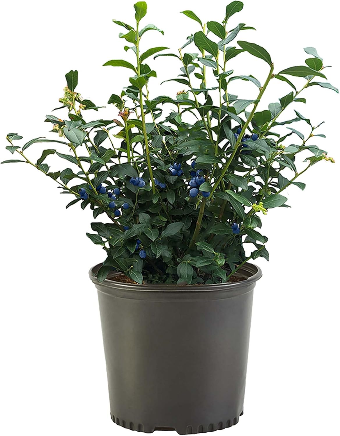 Blueberry 2.25 Gal. Biloxi Blueberry Plant