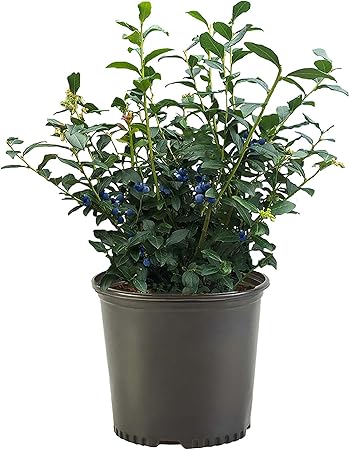 Blueberry 2.25 Gal. Biloxi Blueberry Plant