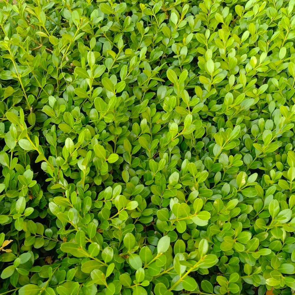 100 Samen Buchsbaum Winterharte Kübelpflanzen, Gartenpflanzen