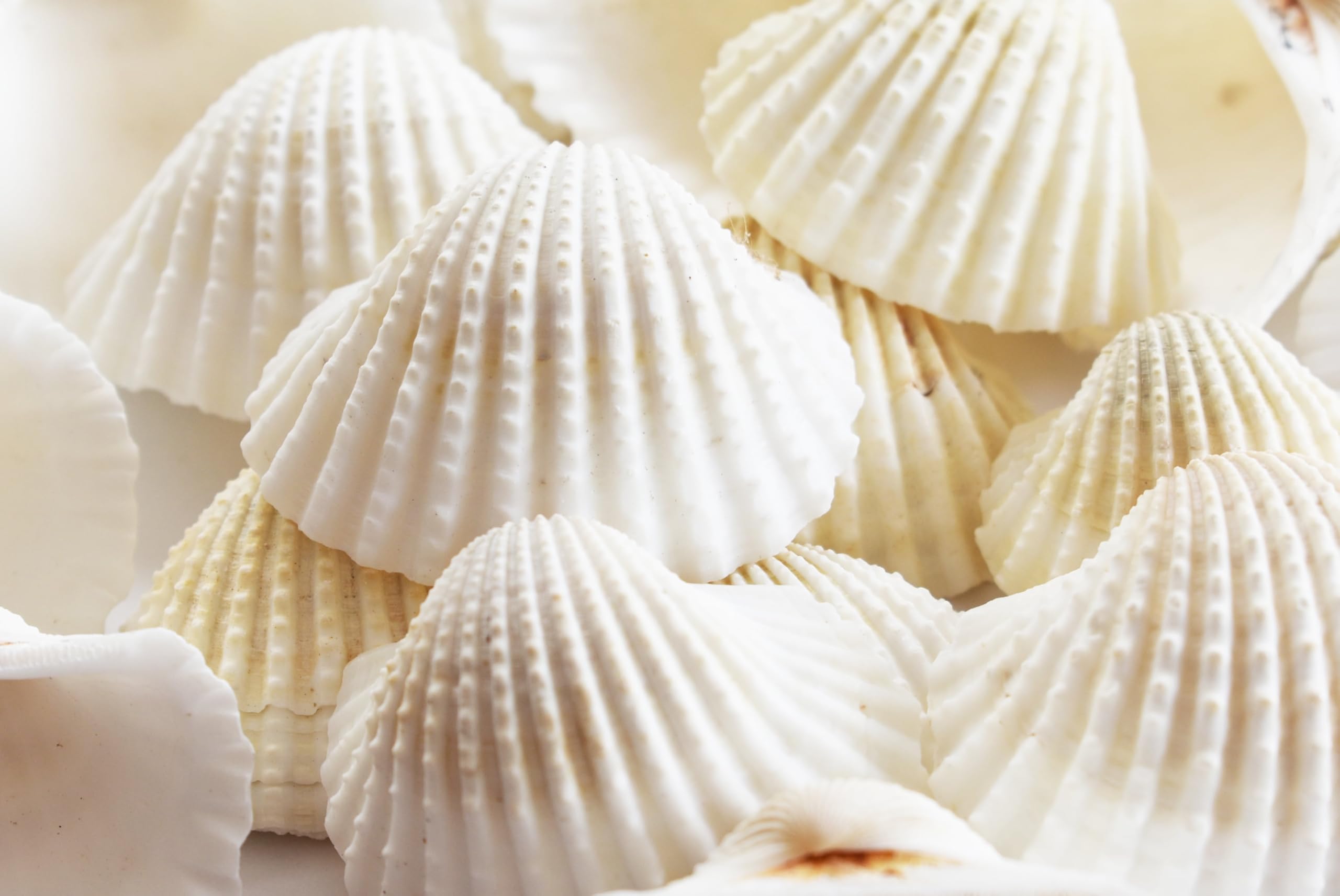 White Ark Decorative Artificial Seashell for Art and Craft Supplies, Aquarium Water Seashells, Shell Craft Resin art1 inch (30pc)