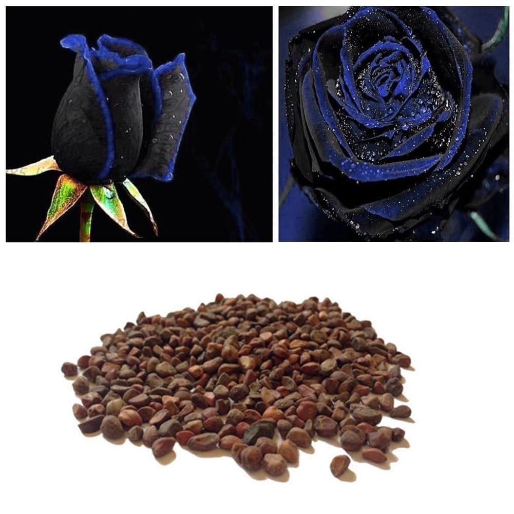 AMZT-20Pcs Blooming Midnight Rose Seed Blue Black Roses Bush Flowers Rare Seeds