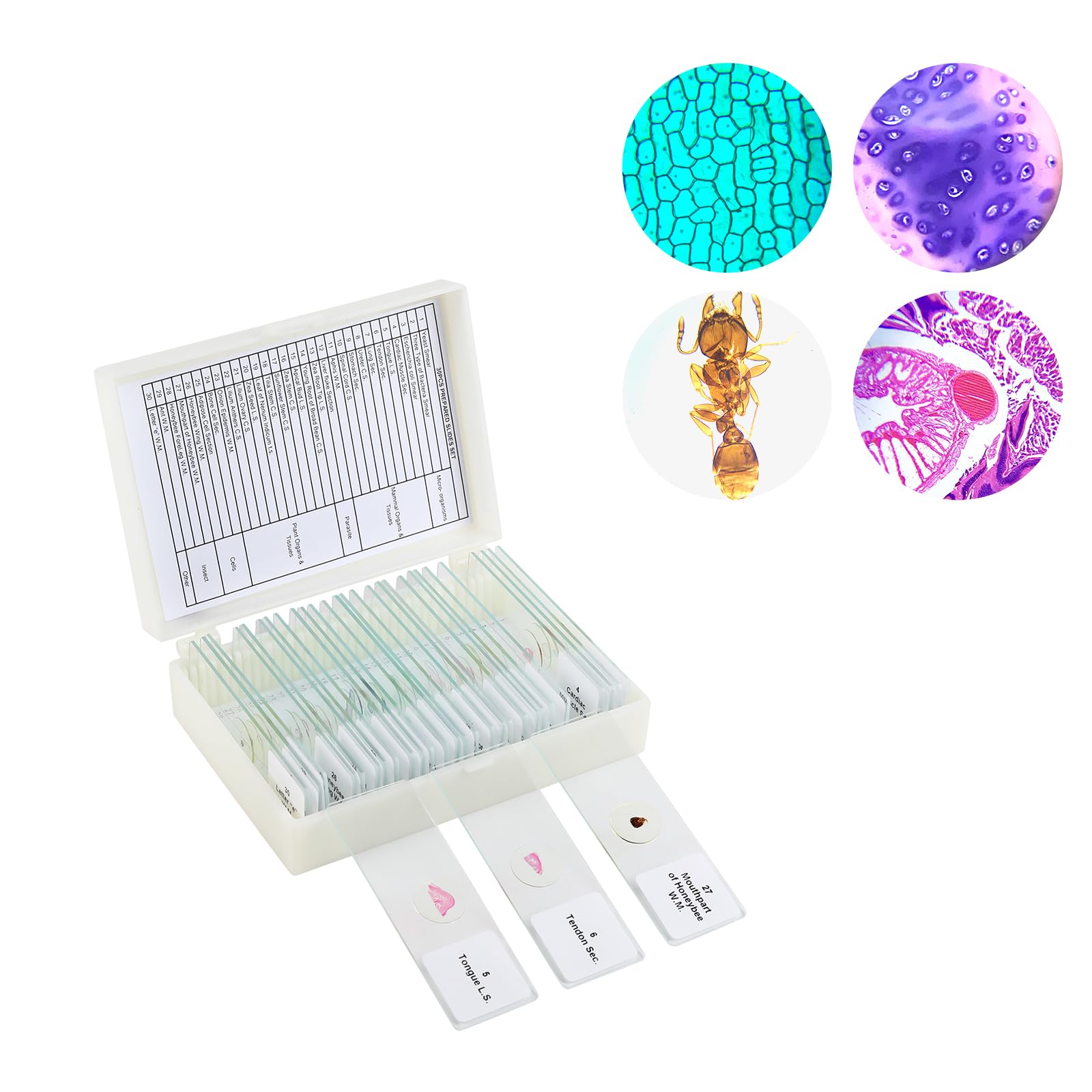 Graduated Microscope Slides Microscope Accessories 25pcs Prepared Biology Glass Lab Microscope Slides