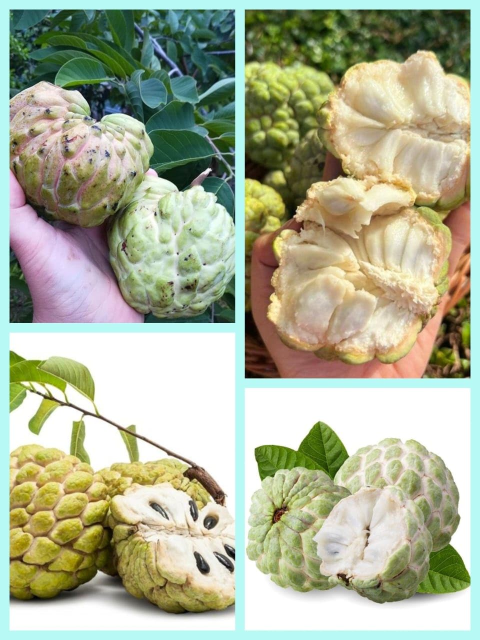 Custard Apple, Fresh Exotic Fruit (B0DF6K8C48) Amazon Price History, Amazon Price Tracker