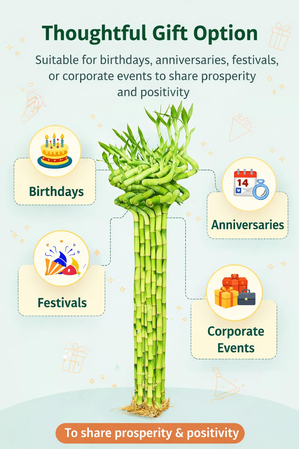Spiral Lucky Bamboo - Good Luck Plant -6 Spiral Lucky Bamboo - Good Luck Plant -6