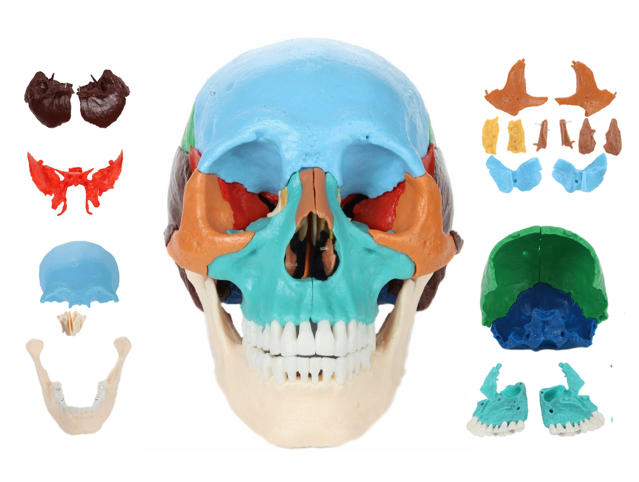 Amazon.com: Axis Scientific 22-Part Didactic Human Skull, Cast