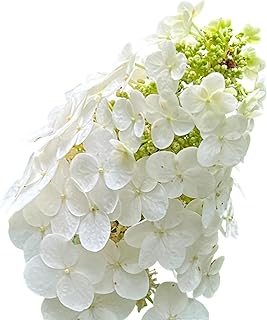 Ruby Slippers Oakleaf Hydrangea, Flowering Shrub with White and Pink Blooms (1 Gallon/Single)