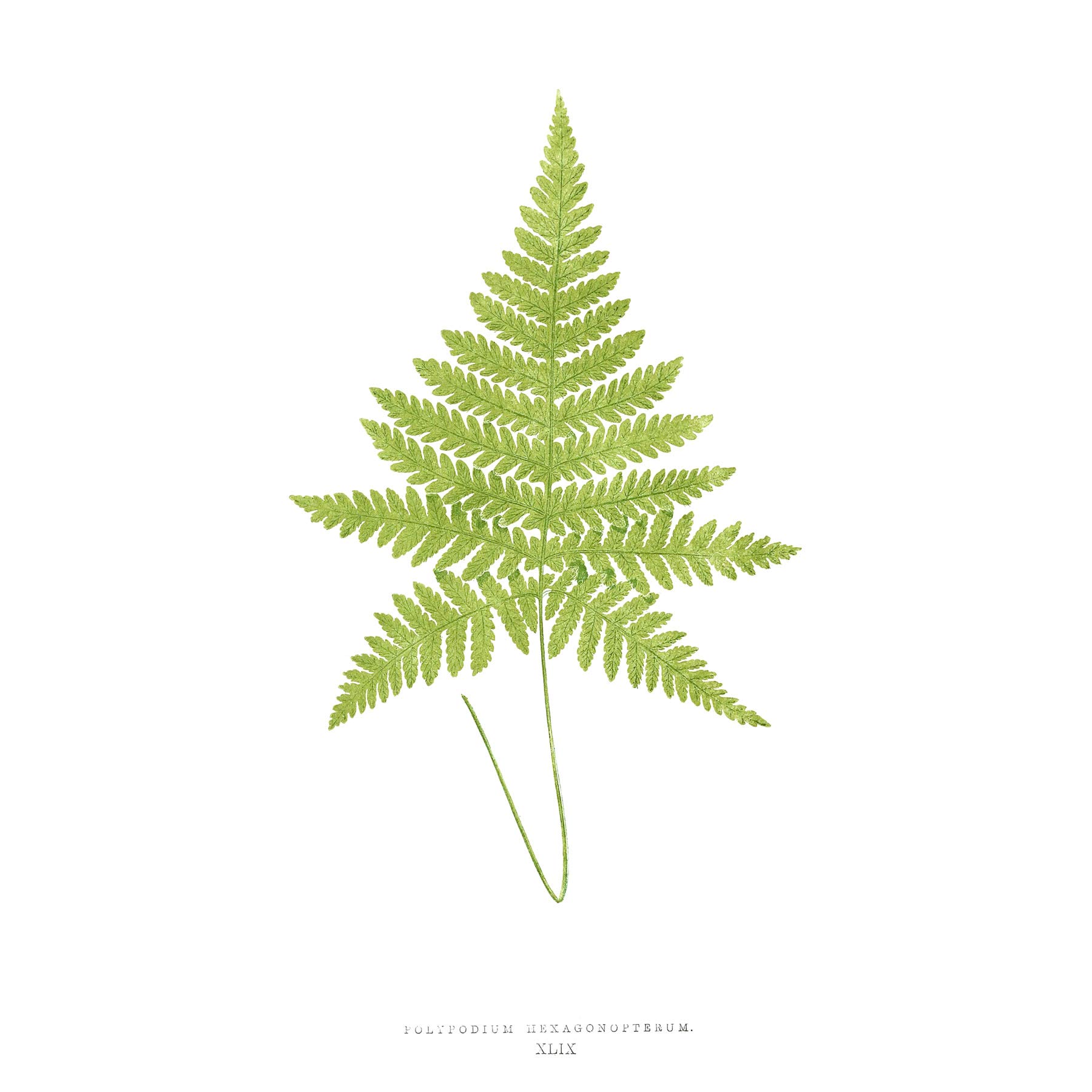 Wee Blue Coo Fern Polypodium Hexagonopterum Large Wall Art Print Canvas Premium Poster